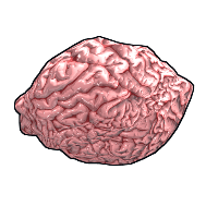 Fresh Brain image
