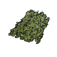 Jungle Ivy image
